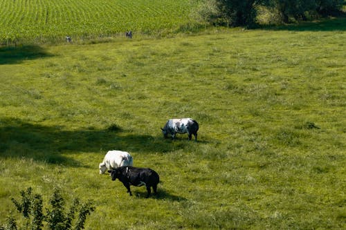 Aerial View of Cows Grazing on a Pasture 