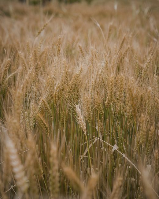 Close-up of a golden wheat field with spikes, capturing rural beauty.