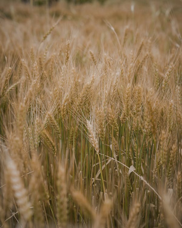 Close-up of Spikes in Countryside Field