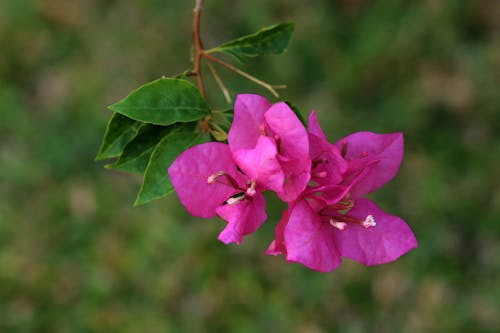 Close-up of Blooming Flowers on Tree Branch