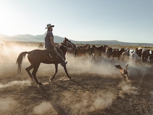 Ilmainen kuvapankkikuva tunnisteilla ajaja, cowboy, eläimet