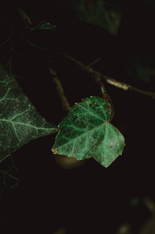 가지, 나뭇잎, 녹색의 무료 스톡 사진