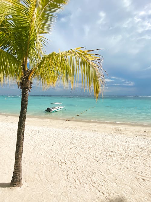A Palm Tree on a Beach and a Boat Moored on the Shore in Distance 