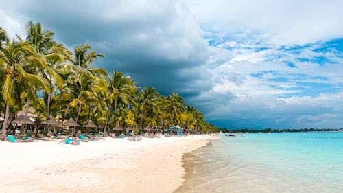 Palm Trees on Sandy Beach of Exotic Island