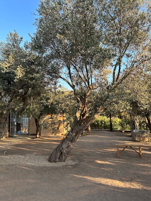 Ilmainen kuvapankkikuva tunnisteilla bodrum, oliivipuu, rauhallisuus