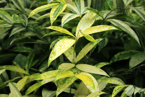 Lush Leaves of Spotted Dracena