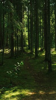 Discover tranquility on a sunlit forest path lined with tall trees and lush greenery.