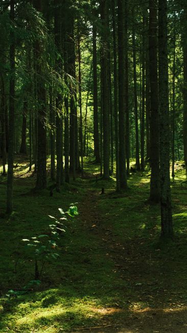 Fotomural Descubre la tranquilidad en un sendero forestal iluminado por el sol, rodeado de altos árboles y exuberante vegetación.