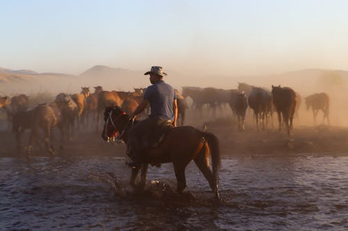 adam, arazi, atlar içeren Ücretsiz stok fotoğraf