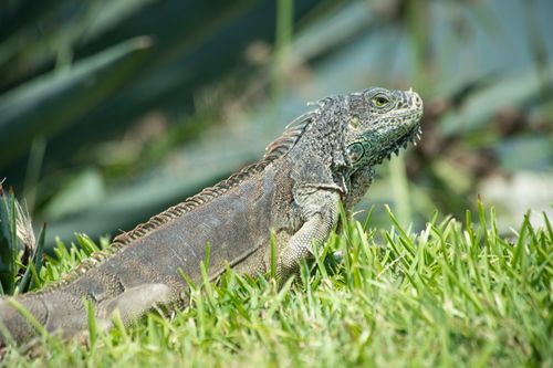 Free A detailed close-up of a green iguana basking in the grass at a park in Buenos Aires, Argentina. Stock Photo