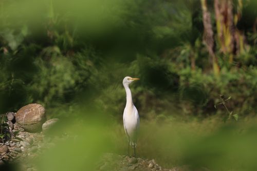 Free A solitary egret stands majestically amidst lush greenery in Kolkata, India during summer. Stock Photo