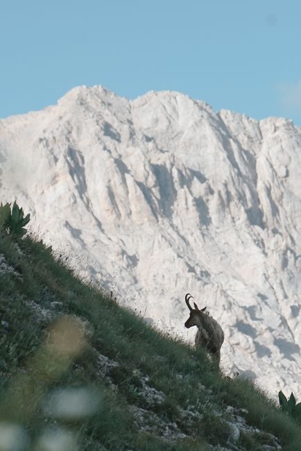 A serene scene of an alpine ibex on a mountainside, showcasing natural wildlife habitat.