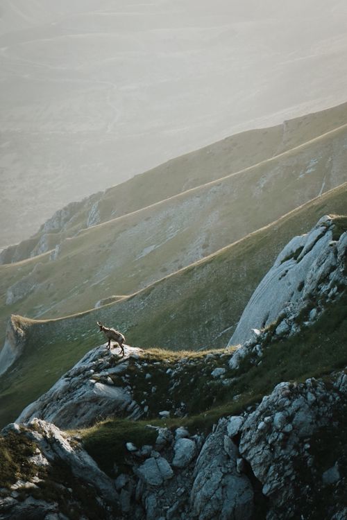 Free A lone mountain goat stands on a rocky mountainside amidst mist and fog. Stock Photo