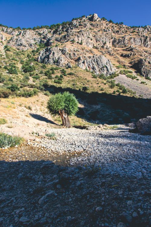 Free A captivating rocky landscape with a single tree under the bright sun. Stock Photo