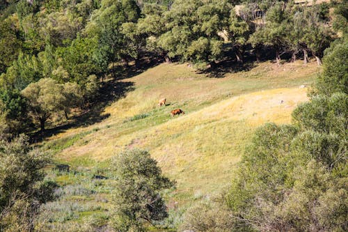 奶牛, 樹木, 無人空拍機 的 免費圖庫相片