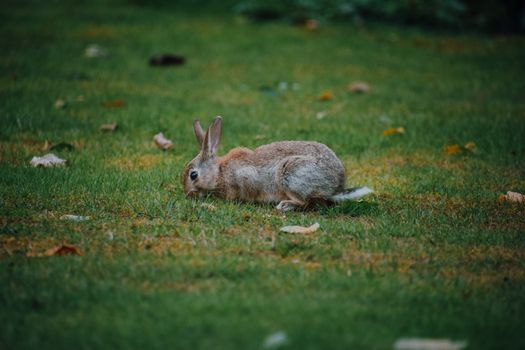 rabbit photo