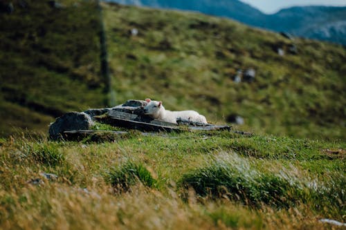 A Lamb Lying on a Grass Field 
