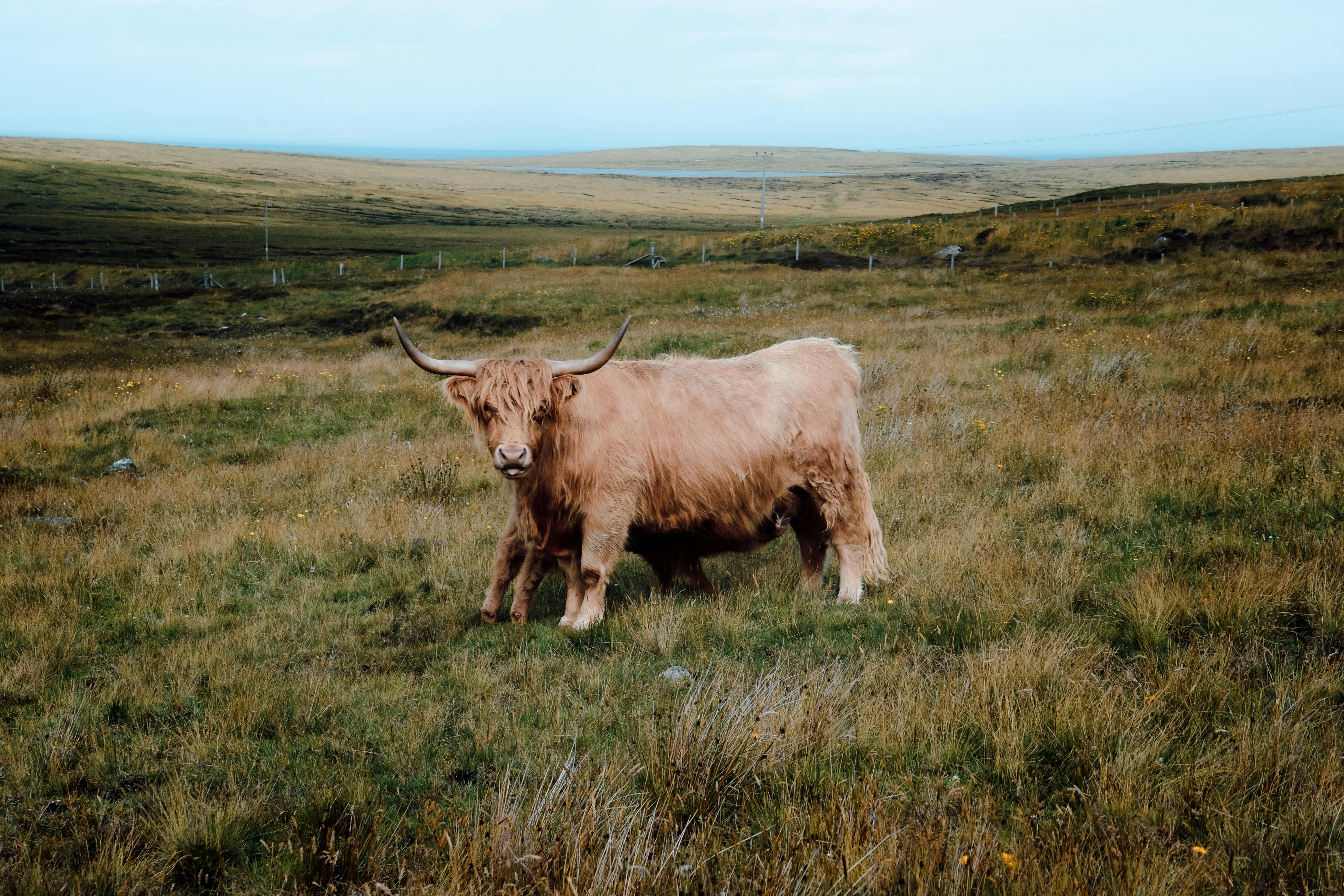 grátis Foto profissional grátis de agrícola, agricultura, animais selvagens Foto profissional