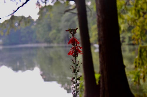 Kostenloses Stock Foto zu blume am see, große bäume, naturpark