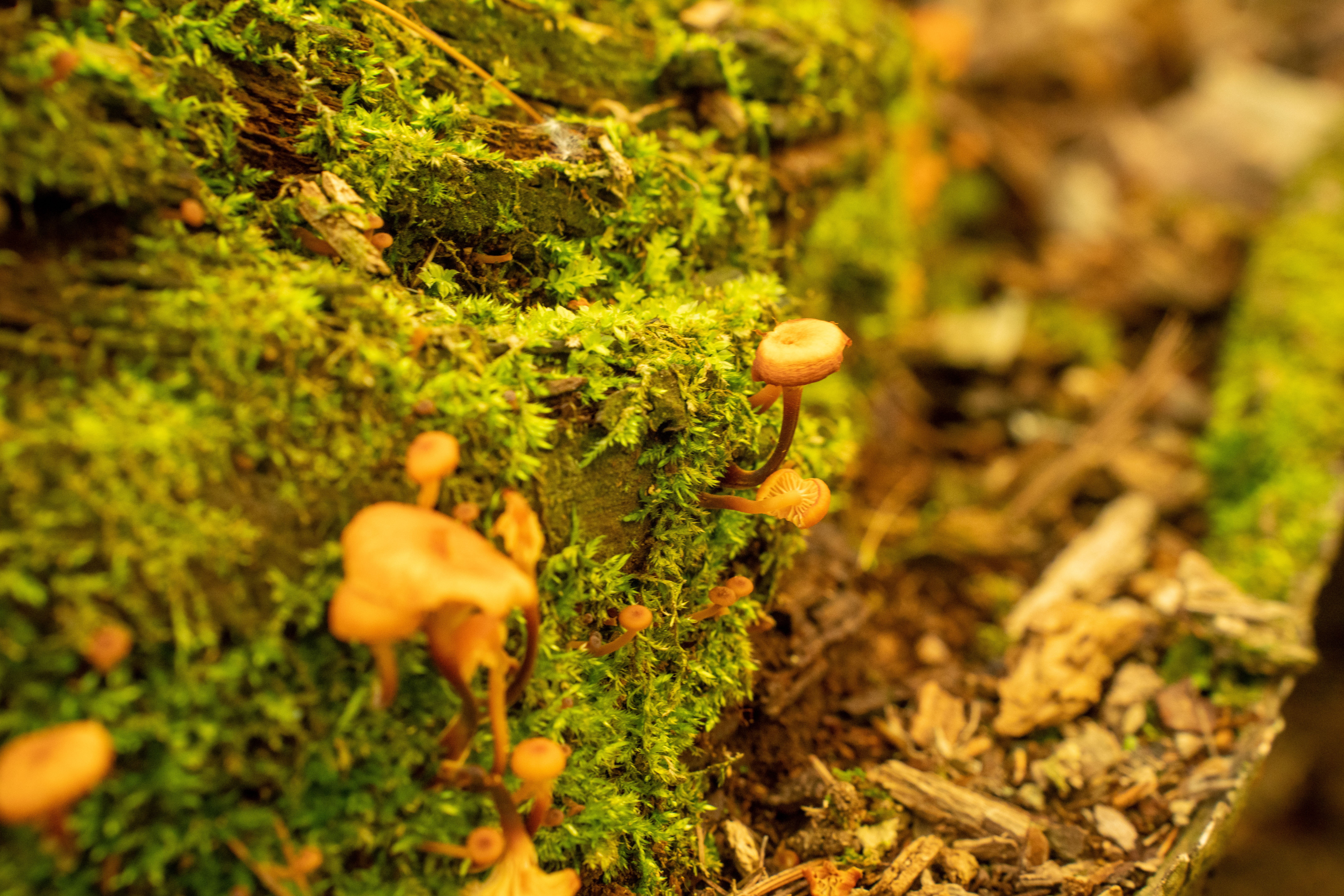 Foto de stock gratuita sobre caído, de cerca, hongos, musgo, naturaleza ...