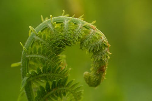 Folded Green Fern Branch