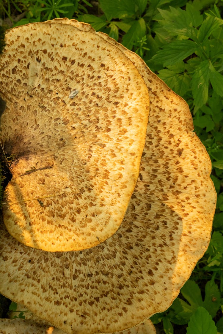 Giant Brown Mushroom In Leaves