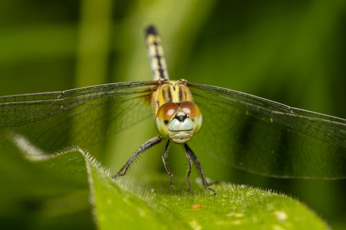 Dragonfly Sitting on Green Leaf