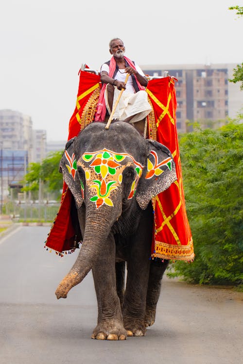 Man Travel on Elephant in City