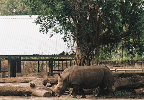 A Rhinoceros at the Zoo 