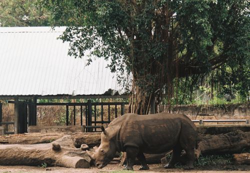 Free Rhino in a naturalistic enclosure at Ho Chi Minh Zoo, Vietnam during the day. Stock Photo