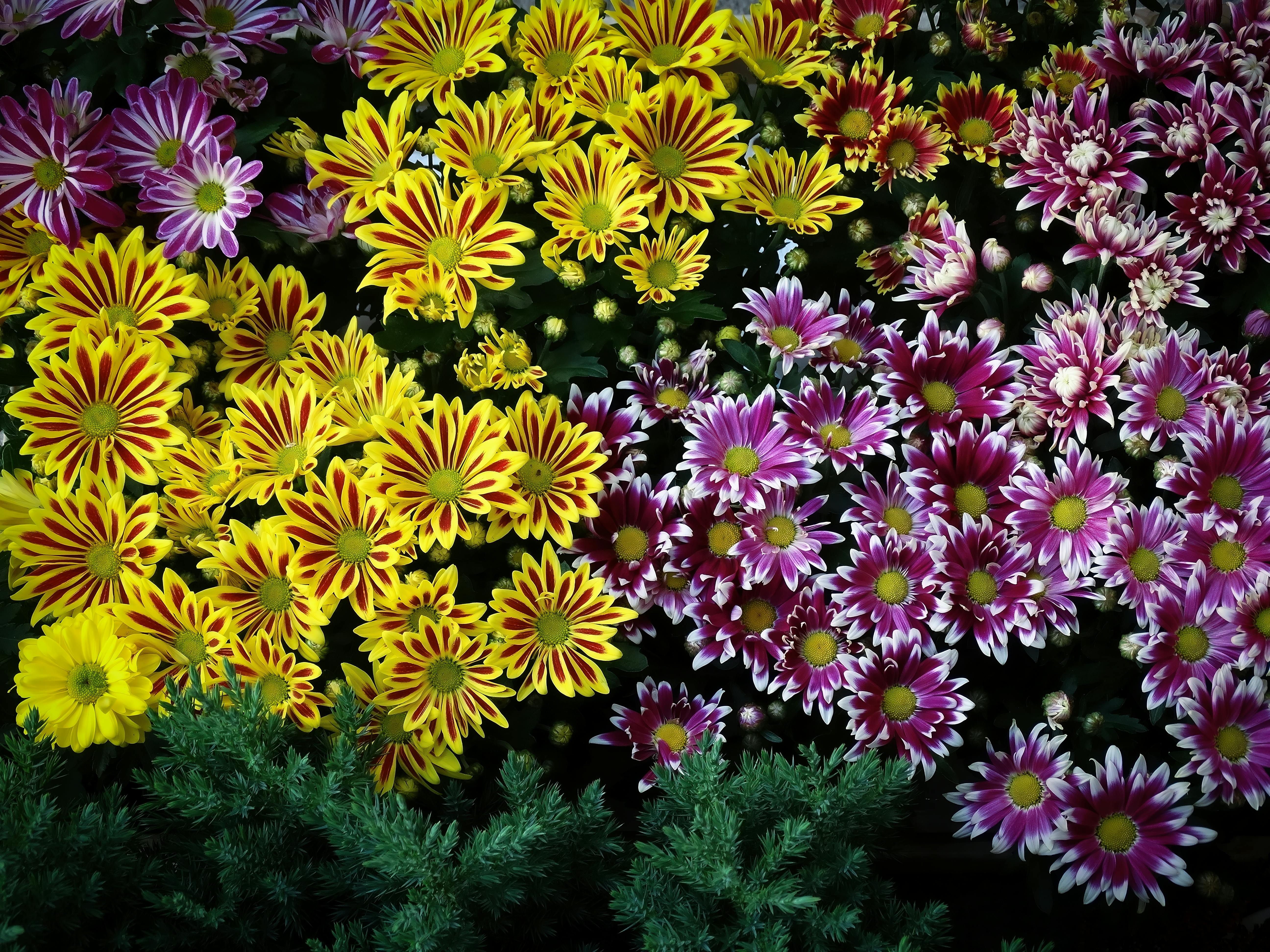 Various Multi Colored Daisies · Free Stock Photo