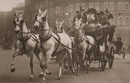 Základová fotografie zdarma na téma černobílý, kočár, koně