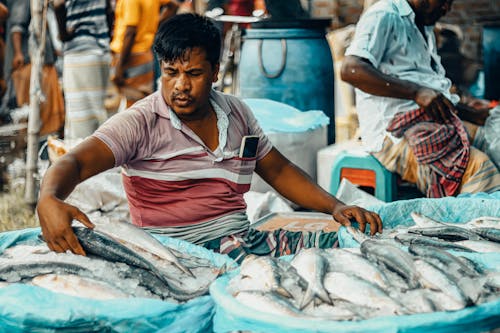 Bangladeshi local fish marketing selling hilsha fish