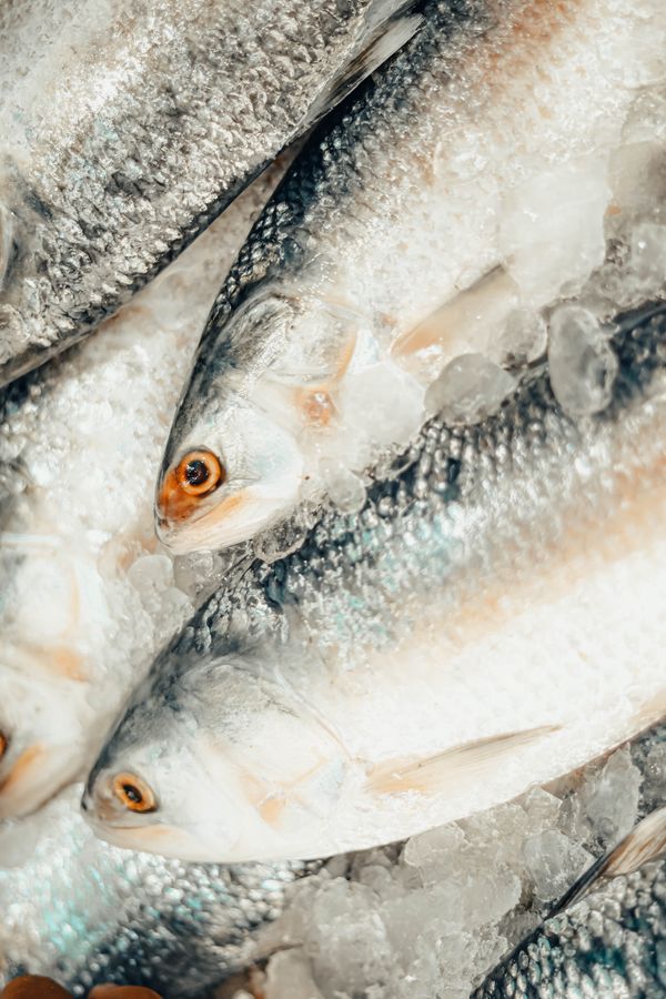Fresh Fish with Ice · Free Stock Photo