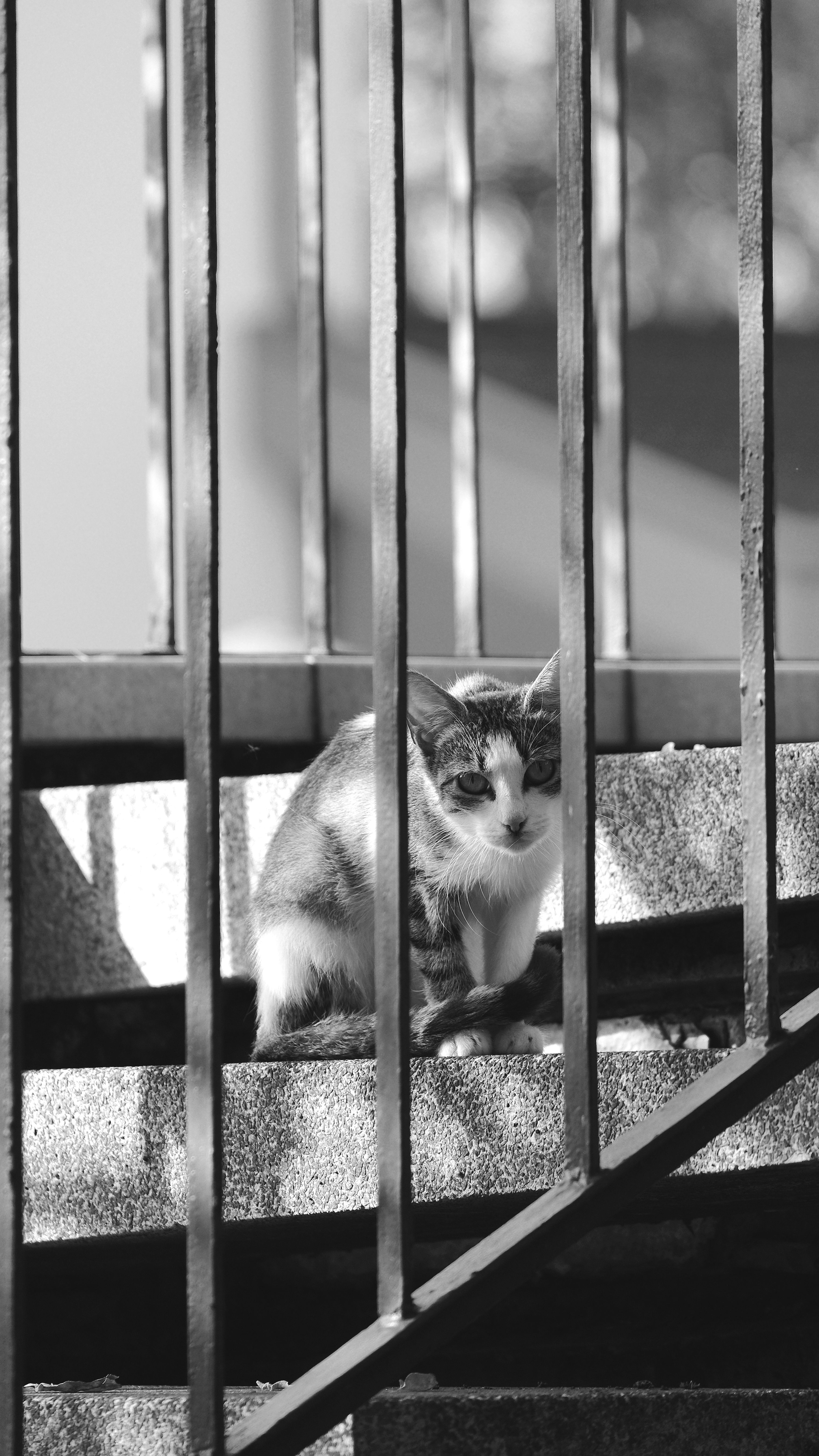 A Cat Sitting on Steps · Free Stock Photo