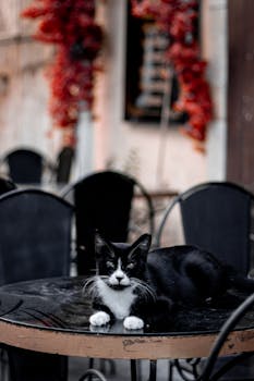 Black and white cat relaxing on an outdoor café table in an urban environment.