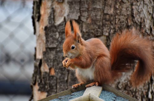 Ingyenes stockfotó mókus, rágcsáló témában