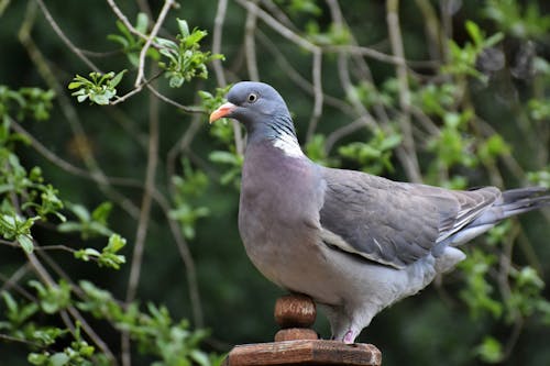 güvercin, kuş içeren Ücretsiz stok fotoğraf