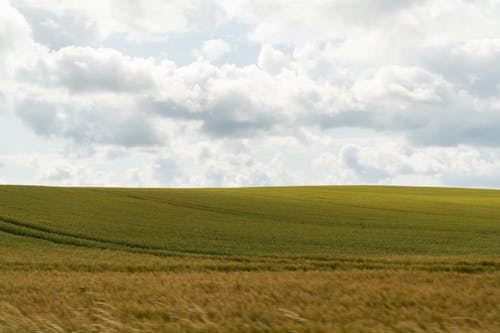 Hilly Green Field