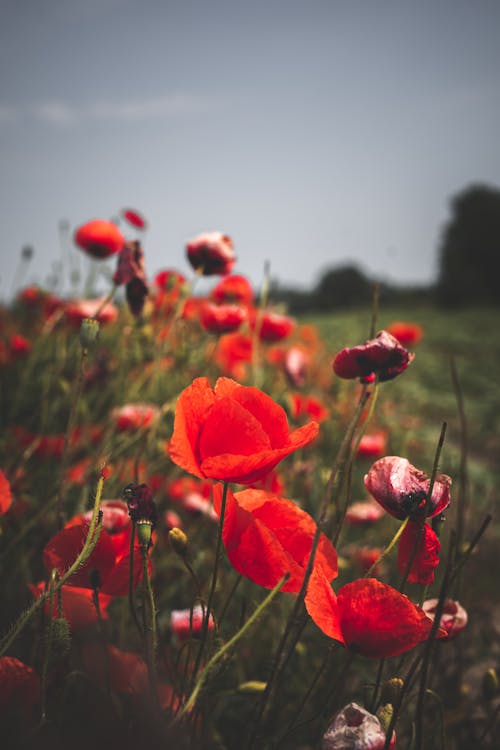 Poppies on a Field 