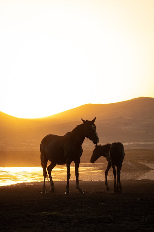 Silhouettes of Horses on a Field at Sunset 