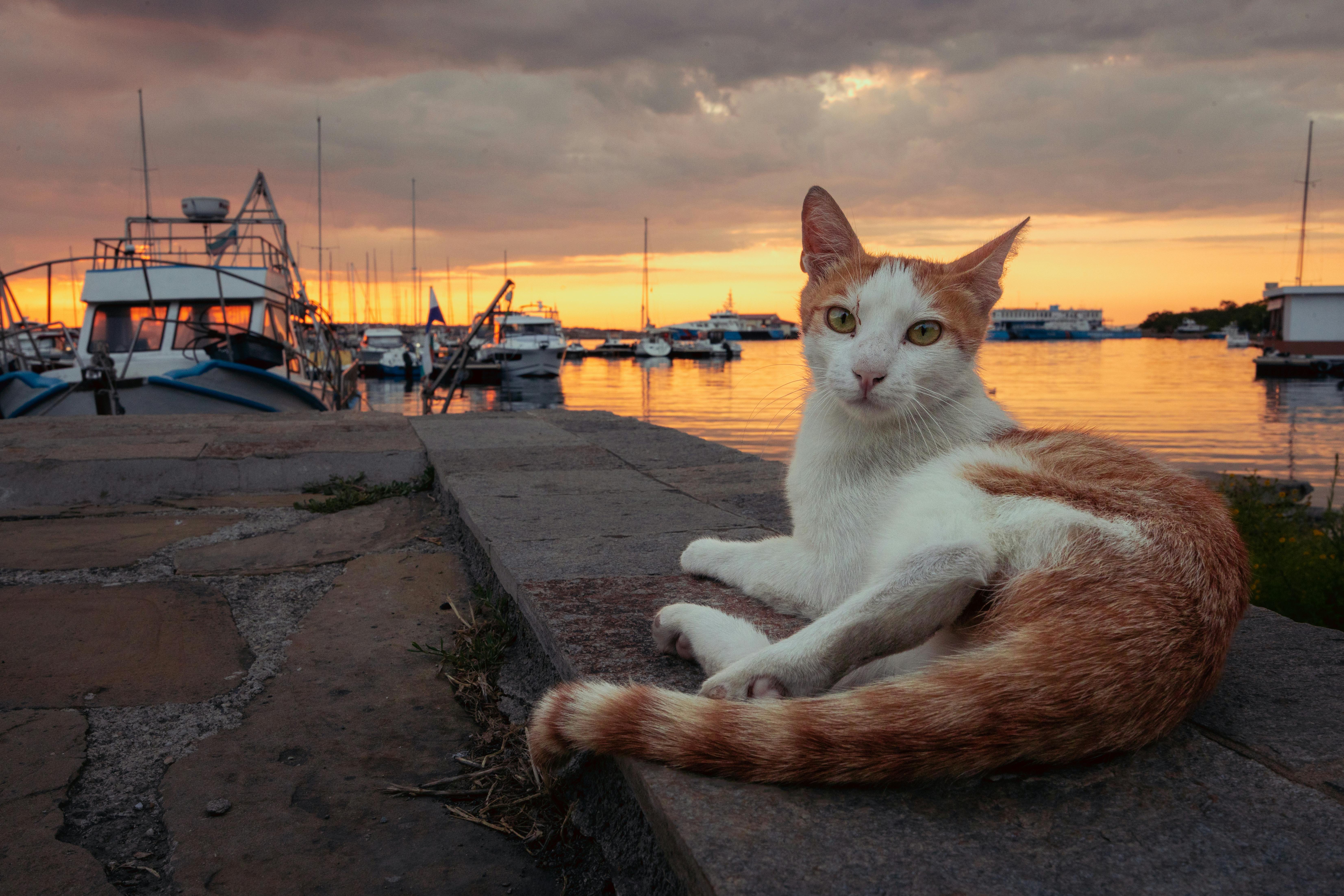 Cat Lying Down on Wall on Sea Shore at Sunset · Free Stock Photo, image size:1125x750