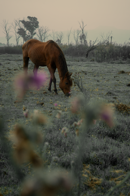 Free A serene scene of a brown horse grazing in a misty rural meadow in Ciudad de México, capturing a tranquil moment. Stock Photo