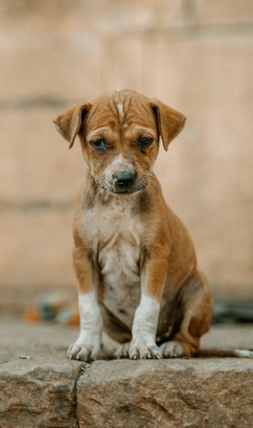 Brown Puppy Sitting on a Curbstone