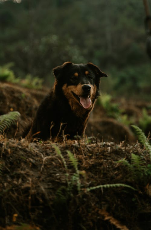 A Dog in the Forest