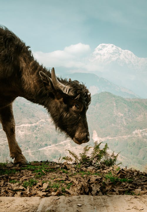 A Cow in Mountains 