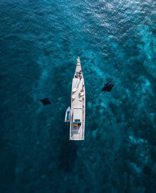 An aerial shot of a boat sailing on clear turquoise water, surrounded by manta rays.