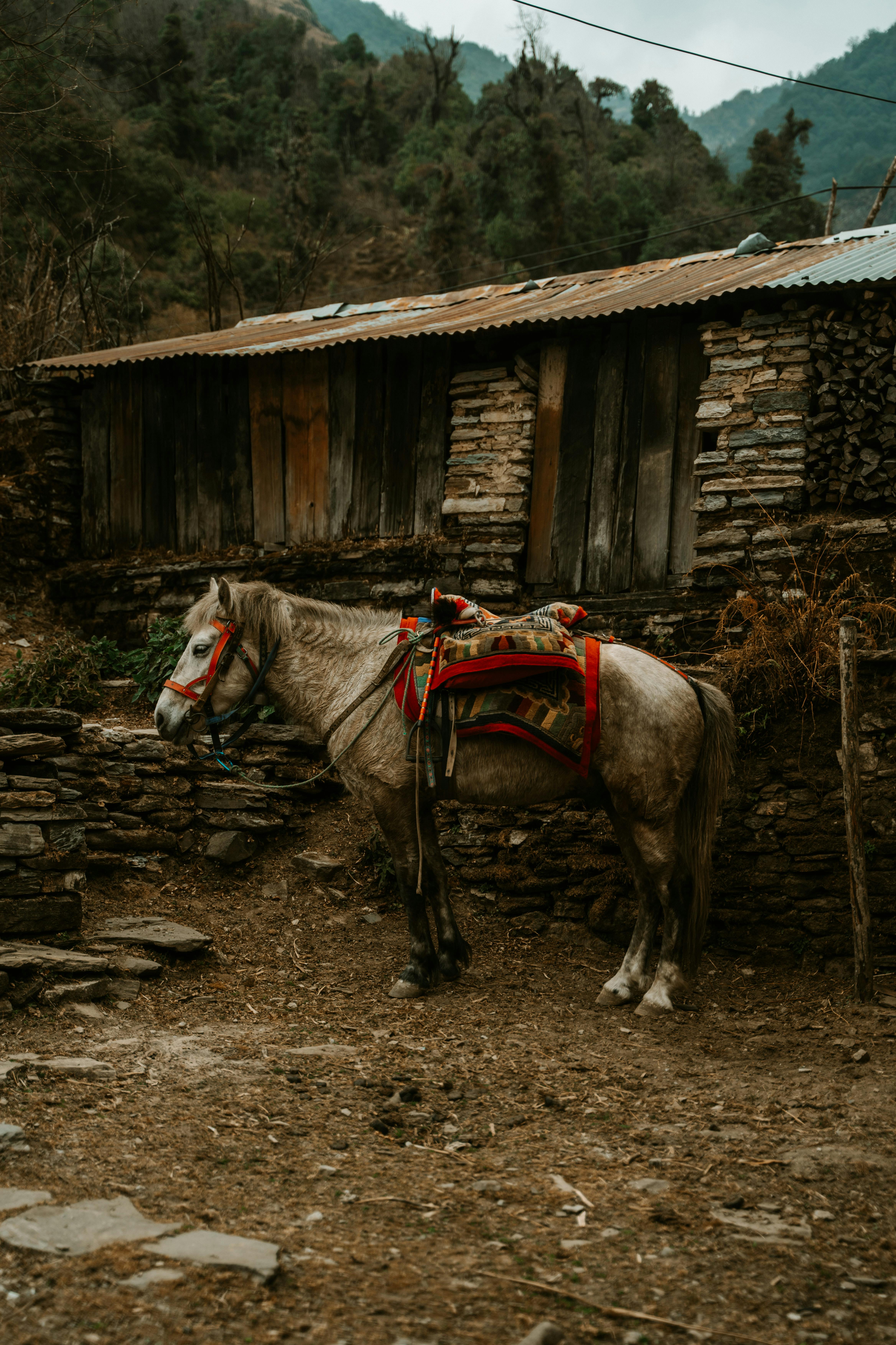 a saddled horse near a barn