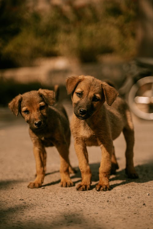 Two Curious Puppies