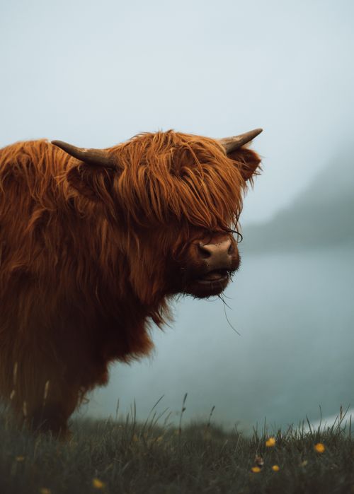 Free Majestic highland cattle standing in a foggy pasture surrounded by mist and grass. Stock Photo